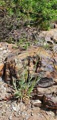 Boechera californica