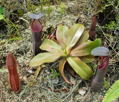 Nepenthes sanguinea