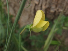 Lathyrus annuus