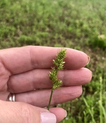 Carex muehlenbergii