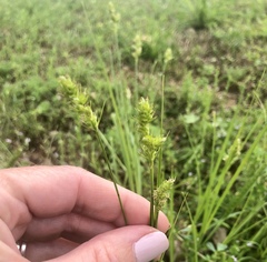 Carex muehlenbergii