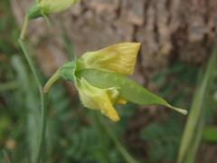 Lathyrus annuus