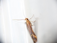 Metzneria aprilella