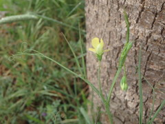 Lathyrus annuus