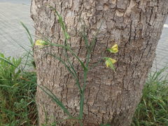 Lathyrus annuus