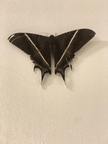 Tropical Swallowtail Moth