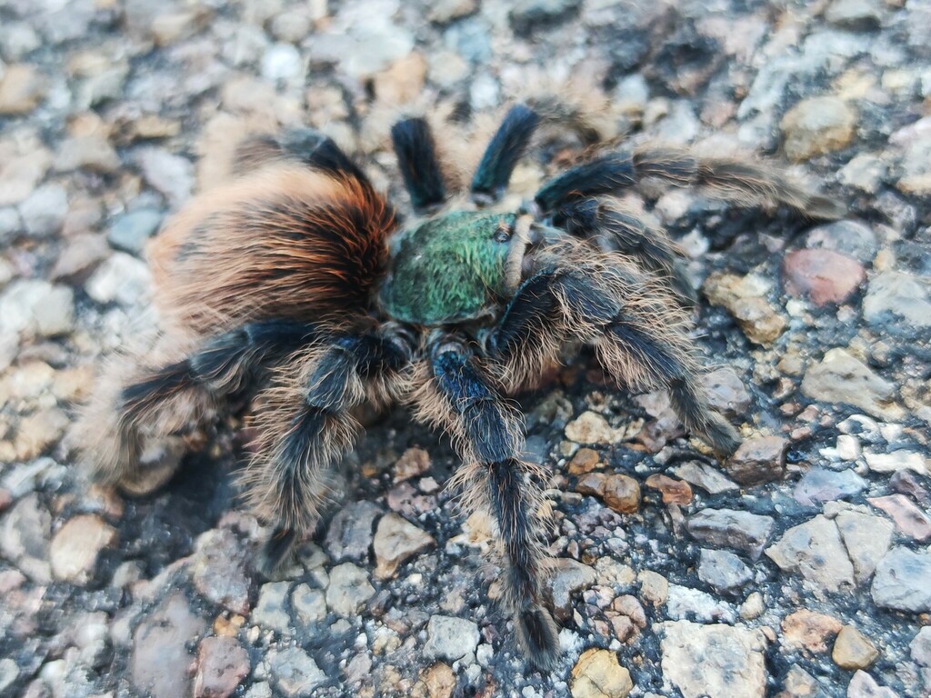 Mexican Jade Fuego Tarantula
