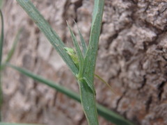 Lathyrus annuus