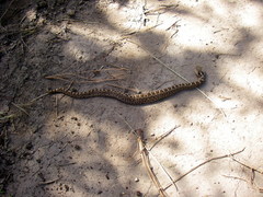 Crotalus ravus