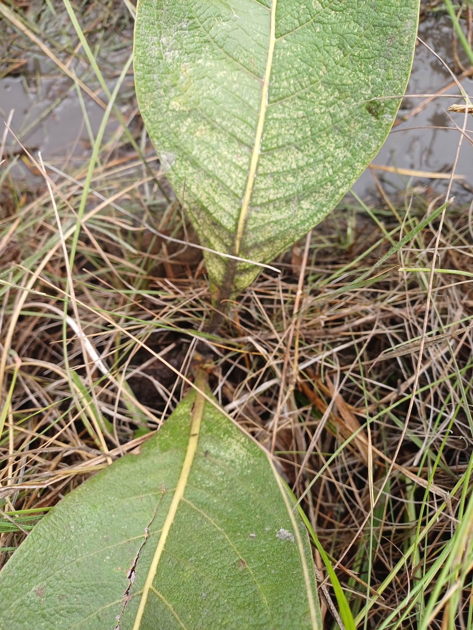 Imagem de Murici do campo