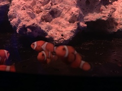 Amphiprion ocellaris