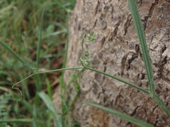 Lathyrus annuus