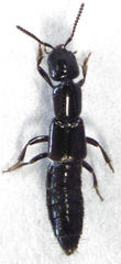 Linosomus socius
