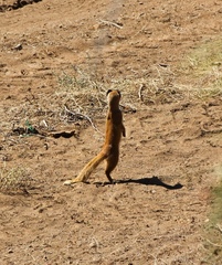 Cynictis penicillata