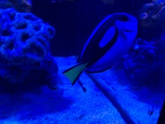 Paracanthurus