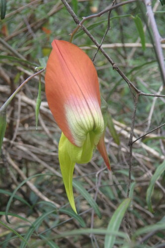 Crotalaria grevei