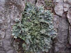 Punctelia caseana