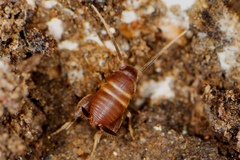 Myrmecophilus acervorum