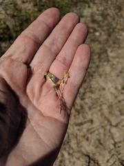 Harpagonella palmeri