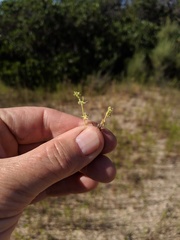 Harpagonella palmeri