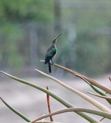 Nectarinia famosa famosa