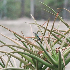 Nectarinia famosa famosa