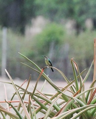Nectarinia famosa famosa
