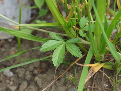 Potentilla kleiniana
