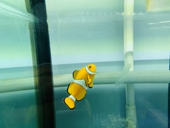 Amphiprion ocellaris