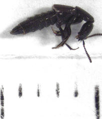 Linosomus socius
