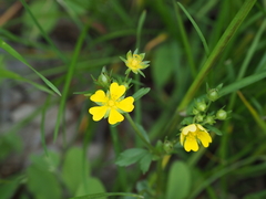 Potentilla kleiniana