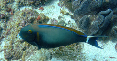 Acanthurus bariene