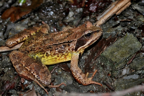 European Common Frog, photo 6 of 7