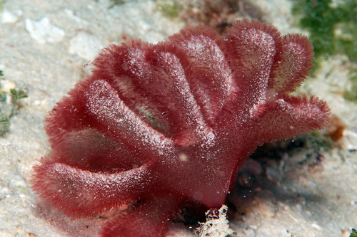 Dumontiaceae