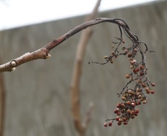 Rhus copallinum