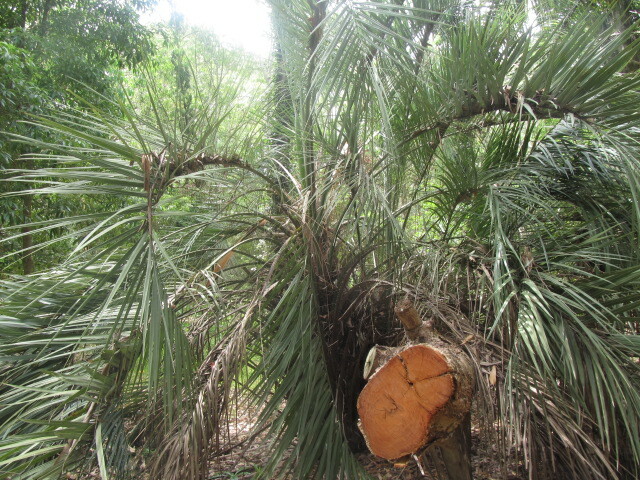 Imagem de Butiá