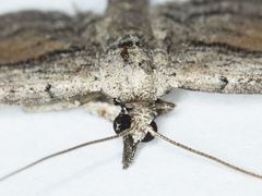 Eupithecia placidata