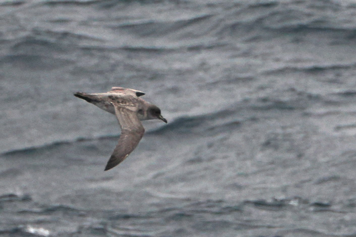 Grey Petrel (Procellaria cinerea), photo 2