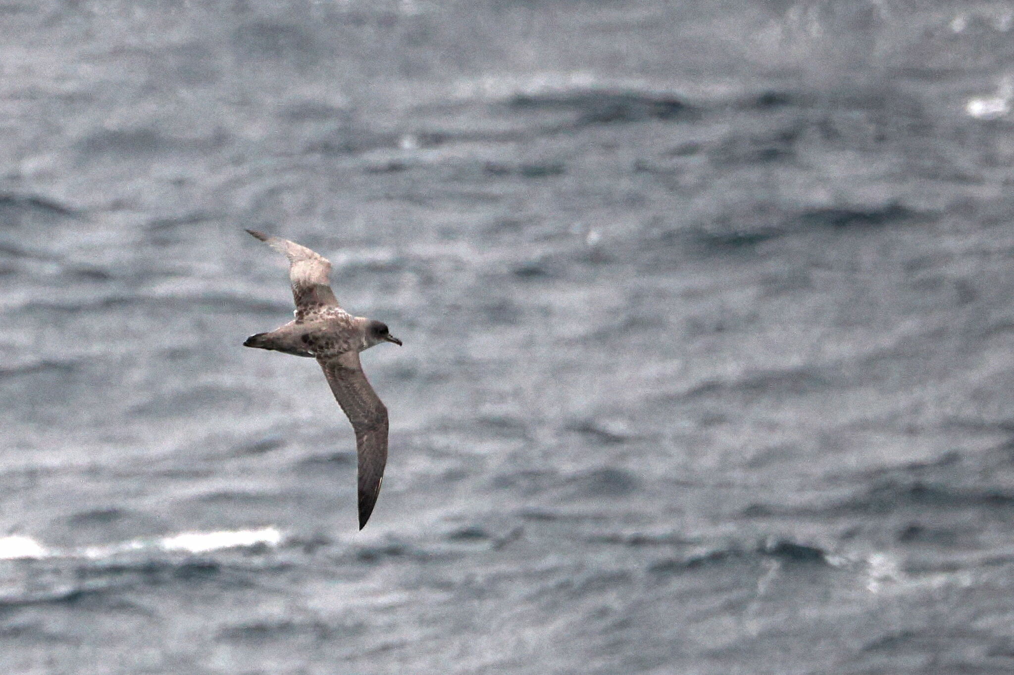 Grey Petrel (Procellaria cinerea), photo 1