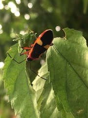 Dysdercus albofasciatus