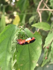 Dysdercus albofasciatus