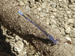 Argia hinei