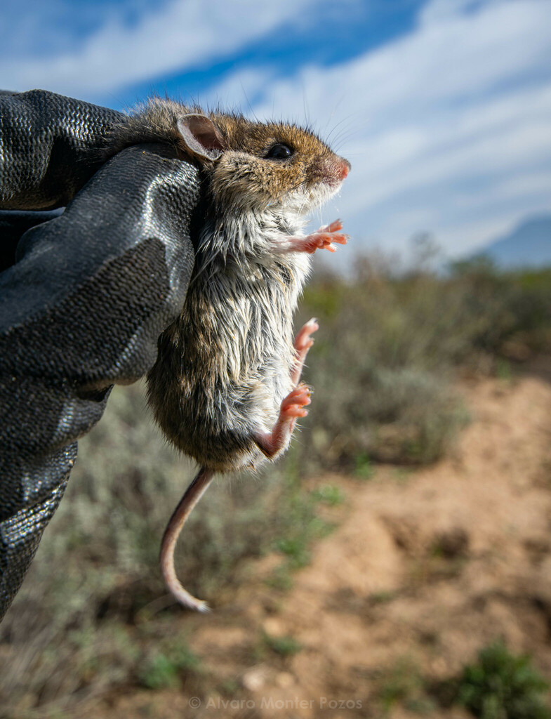 Cactus Mouse from Saltillo, Coah., México on March 6, 2024 at 08:58 AM ...
