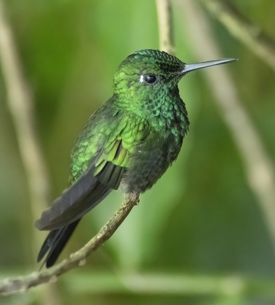 Green-crowned Brilliant (Heliodoxa jacula) photo