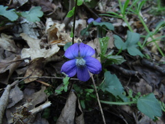 Viola palmata