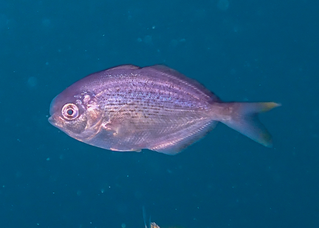 Freckled Driftfish