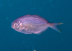 Freckled Driftfish photo 1