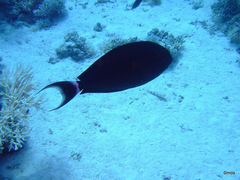 Acanthurus gahhm