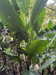 Heliconia mariae image