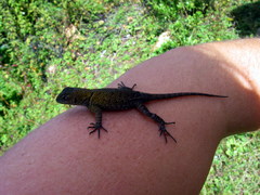 Sceloporus formosus